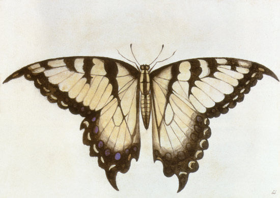 Swallow-tail Butterfly a John White