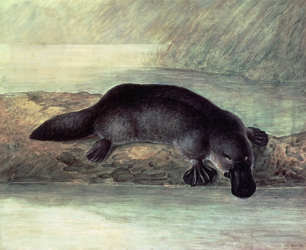 Duck-billed platypus, ornithorynchus paradoxus a John William Lewin