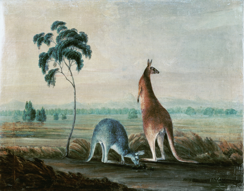Kangaroos in a landscape a John William Lewin