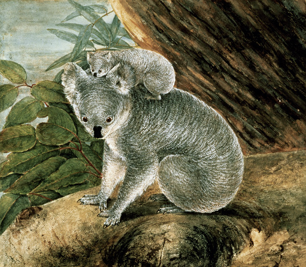 Koala and Young a John William Lewin