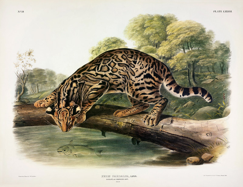 Felis Pardalis (Ocelot or Leopard-Cat), plate 86 from 'Quadrupeds of North America', engraved by Joh a John Woodhouse Audubon