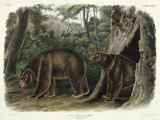 Ursus Americanus, var. Cinnamonum (Cinnamon Bear), plate 127 from 'Quadrupeds of North America', eng a John Woodhouse Audubon