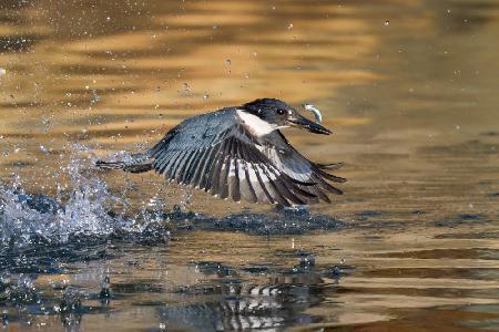 Belted Kingfisher