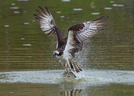 Ospreys catch fish
