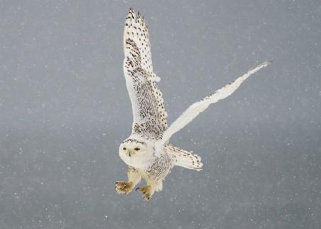 Flight of the Snowy Owl