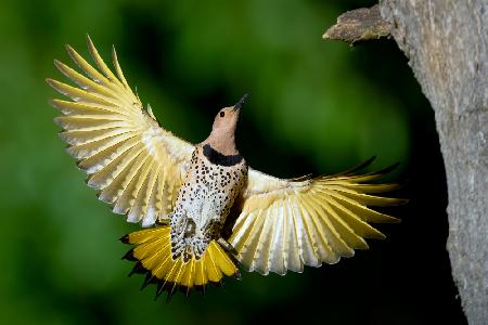 Shiny Northern Flicker