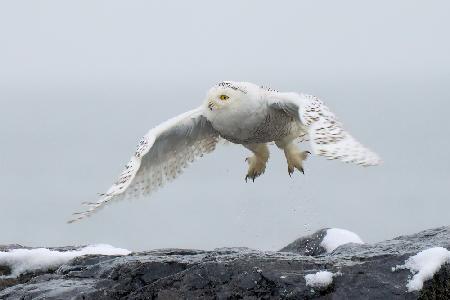 Snowy owl in flight