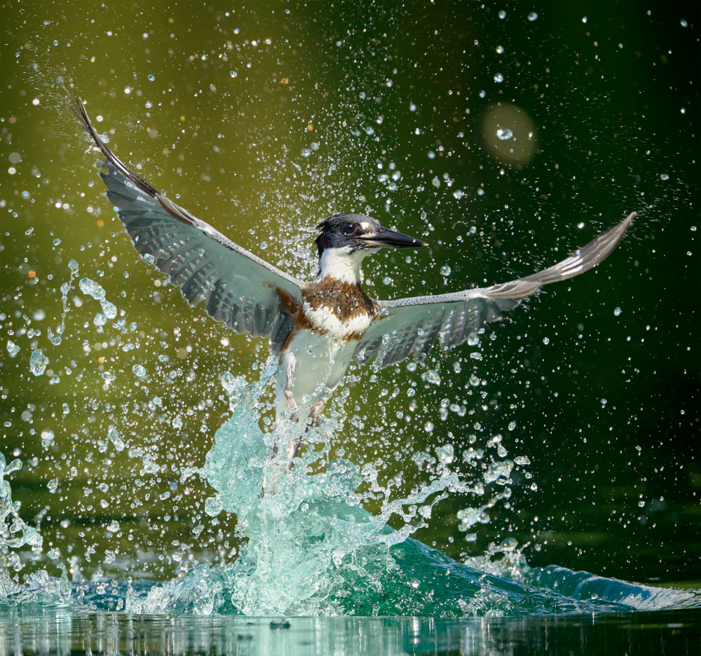 Water Ballet a Johnny Chen