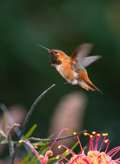 Hummingbird