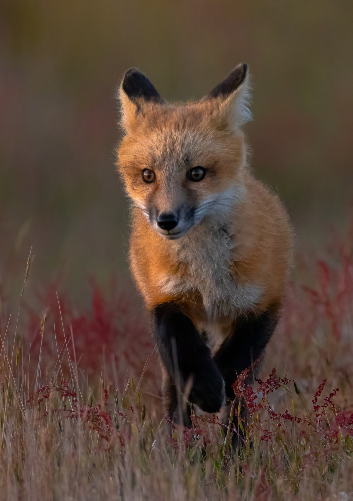 Red fox a Johnson Huang