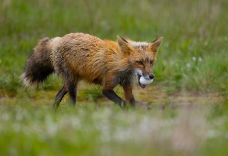 red fox with an egg hiii