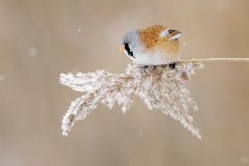 Bearded tit