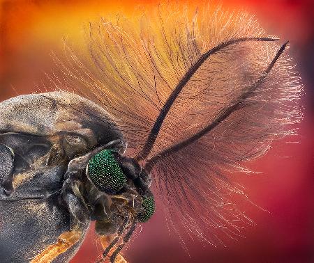 Duster Head - Chironomus sp.