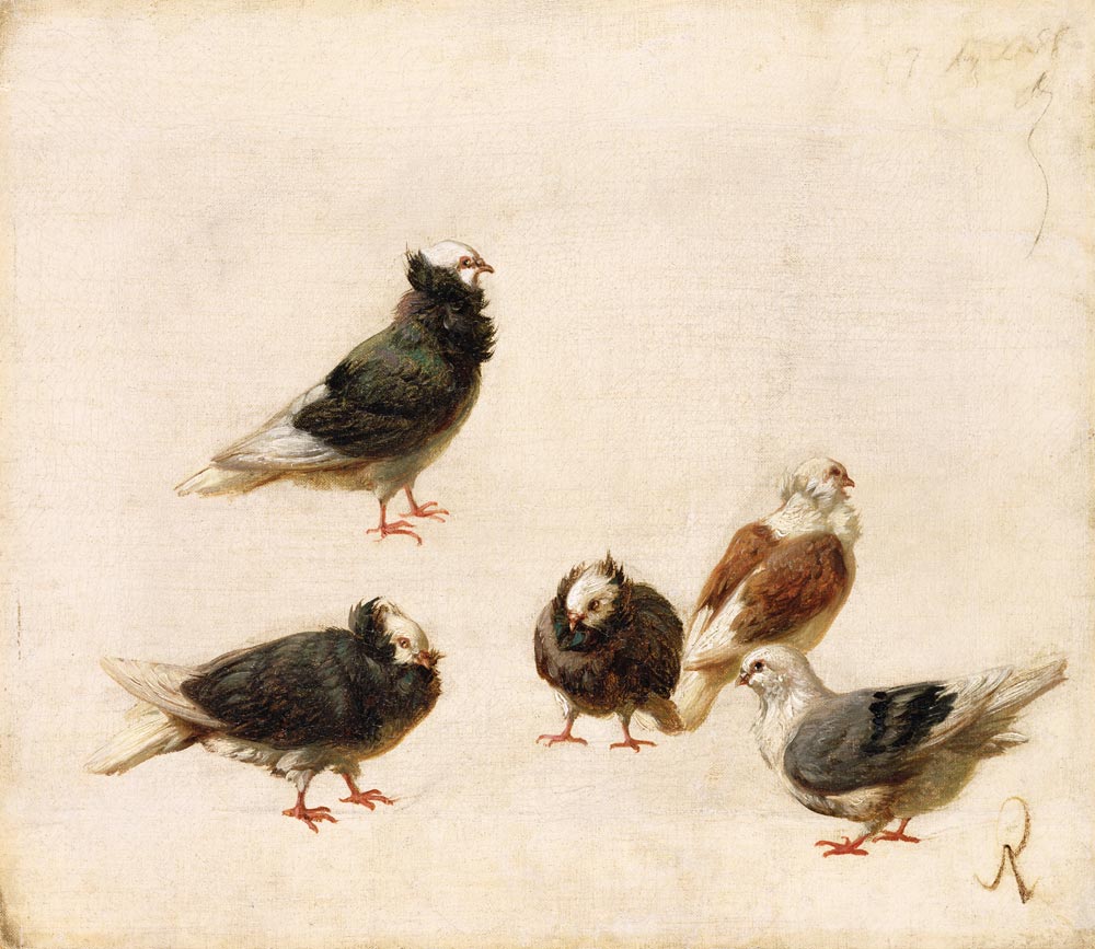 Pigeons a Jose Ruiz Blasco