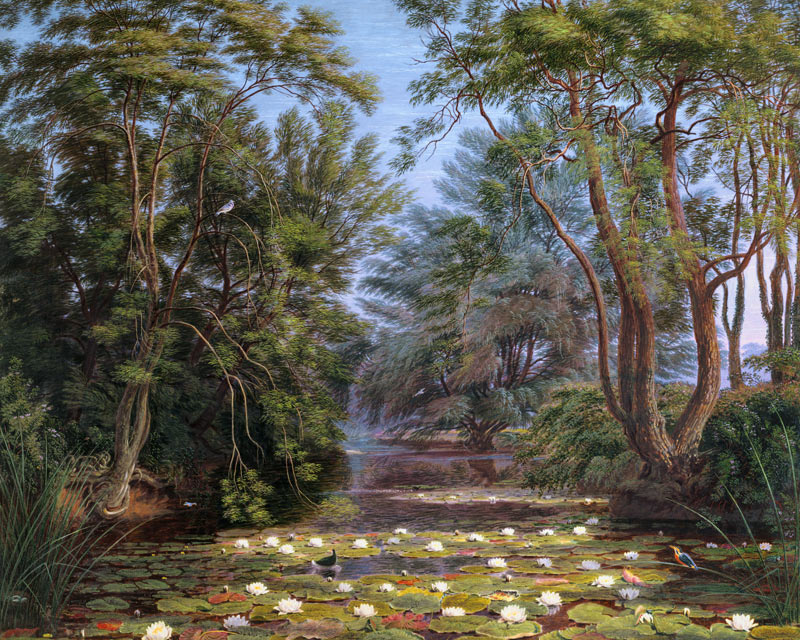River Cherwell Waterlilies a William Turner