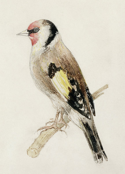 Goldfinch, from The Farnley Book of Birds, c.1816 (pencil and w/c on paper) a William Turner