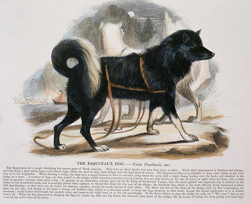 The Esquimaux Dog (Canis familiaris) educational illustration pub. by the Society for Promoting Chri a Josiah Wood Whymper