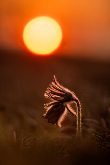 Pulsatilla nigricans