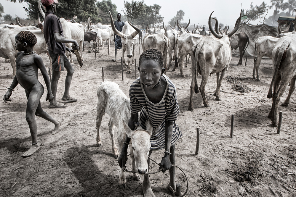 A scene of life in a mundari cattle camp - South Sudan a Joxe Inazio Kuesta Garmendia