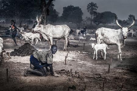A scene in a mundari cattle camp-I - South Sudan
