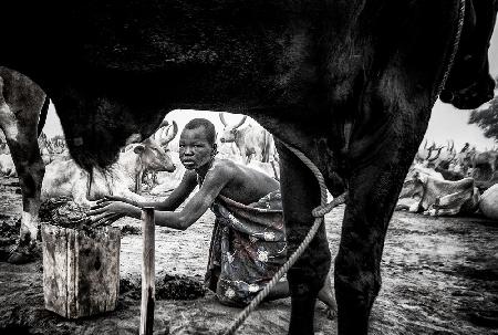 A scene in a mundari cattle camp-III - South Sudan