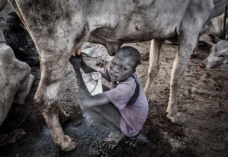 Mundari child milking a cow - South Sudan