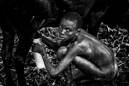 Surma boy milking a cow.