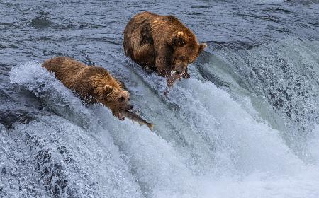 Who will Survive, Salmon Running into Bears Mouth