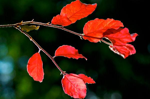 Buchenblätter im Sonnenlicht