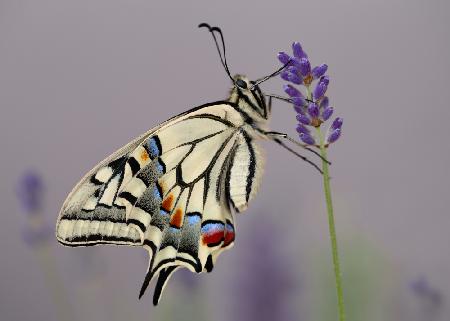 Papilio Machaon II