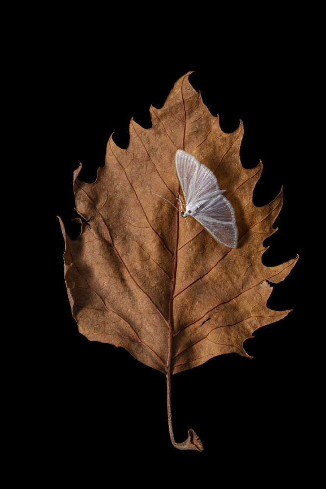 Autumn moth a JUAN CARLOS HERVÁS MARTÍNEZ