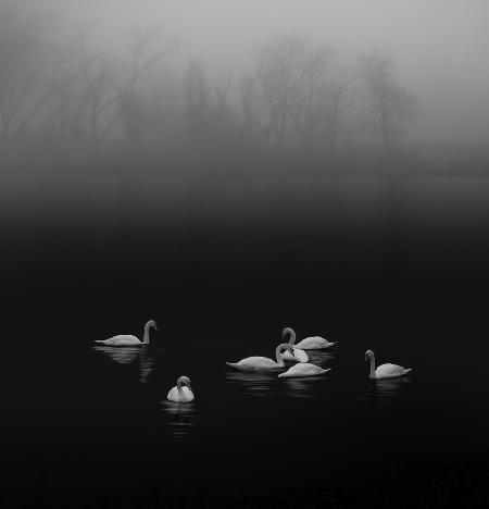 Swan lake foggy morning