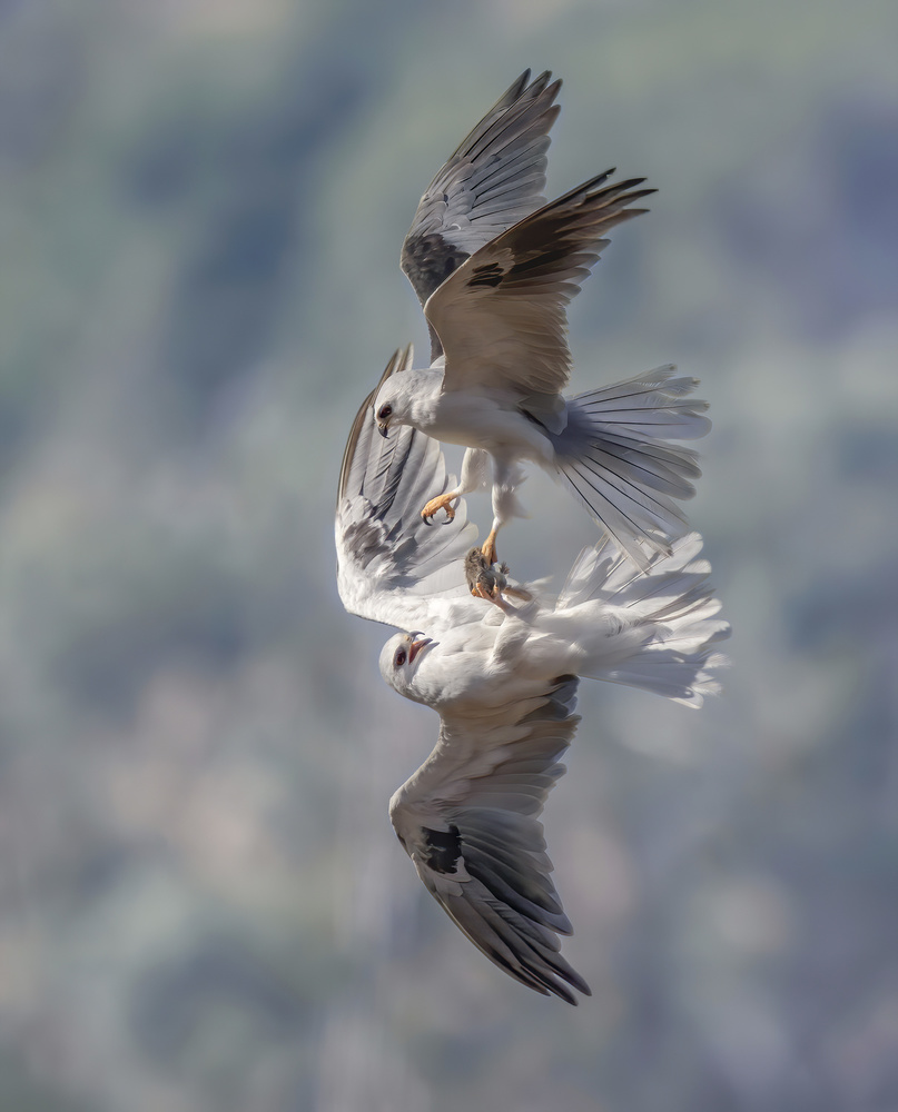 White-tailed kites transfer a catch a Judy Tseng