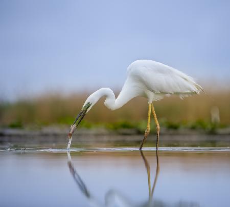 Great egret