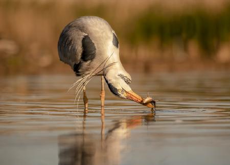 bird fishing