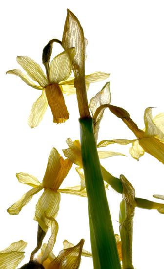 Daffodil Stand
