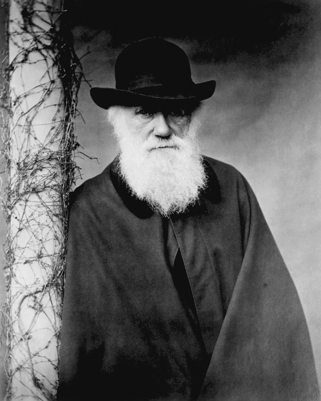 Portrait of Charles Darwin (1809-82) 1881 (b/w photo)  a Julia Margaret Cameron