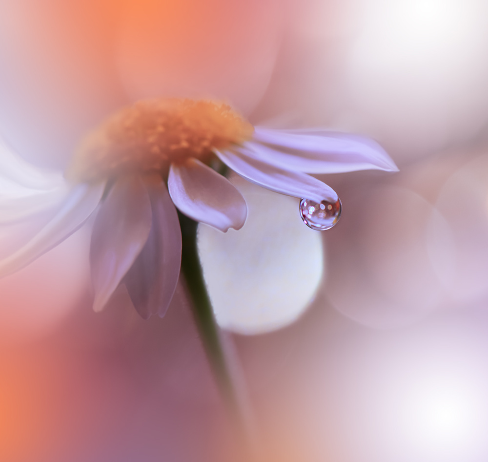 The Gravity of Love.. a Juliana Nan