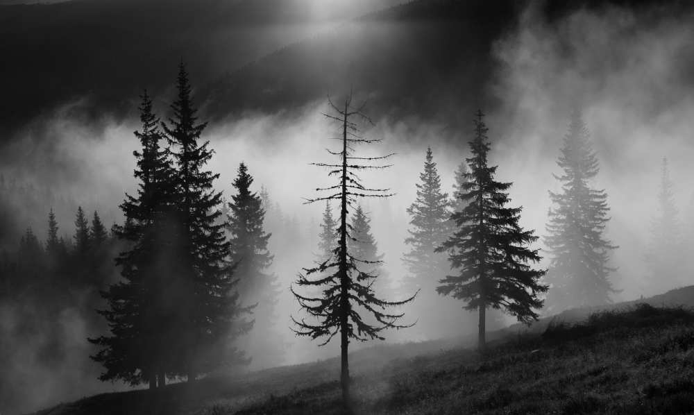 Misty forest a Julien Oncete
