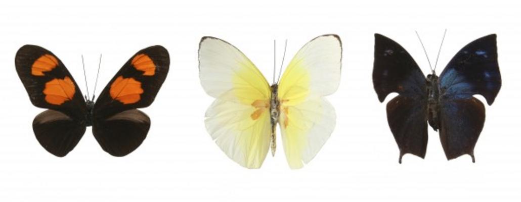 Colorful butterflies a Julián Rovagnati
