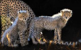 Baby Cheetahs