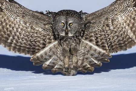 Great Grey Owl