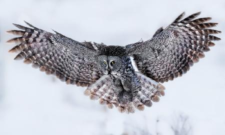 Great Grey Owl in Flight