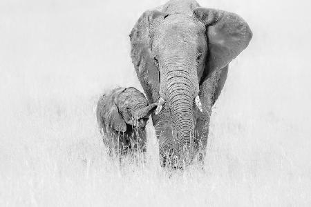 Following Parent