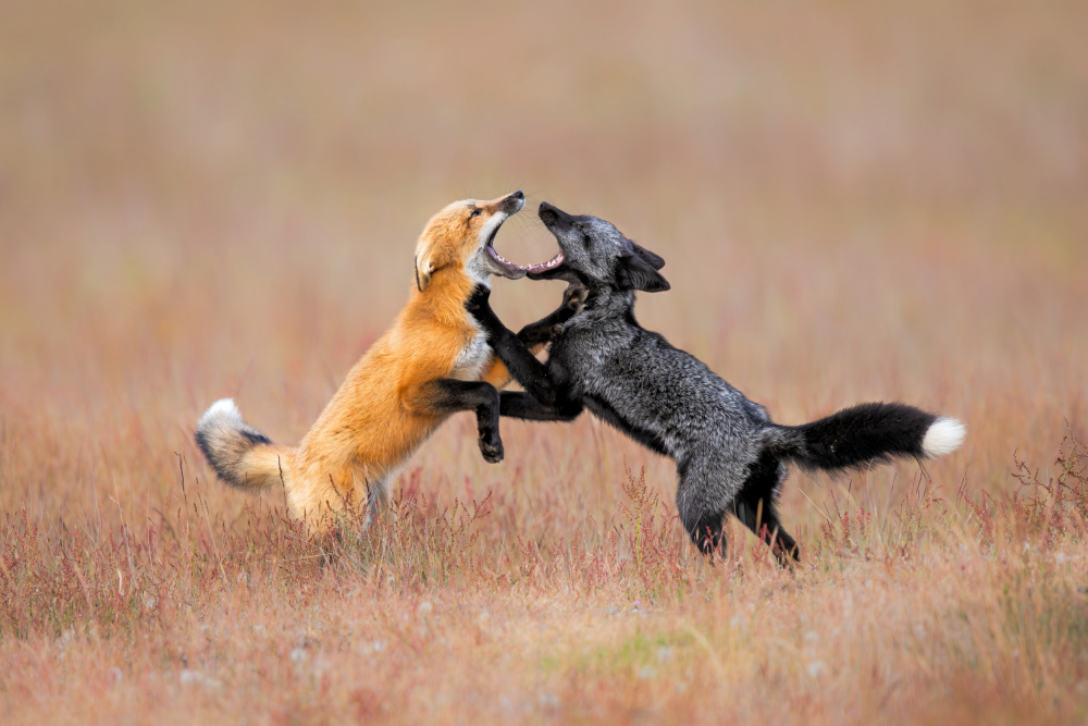 Foxs Playing a Jun Zuo