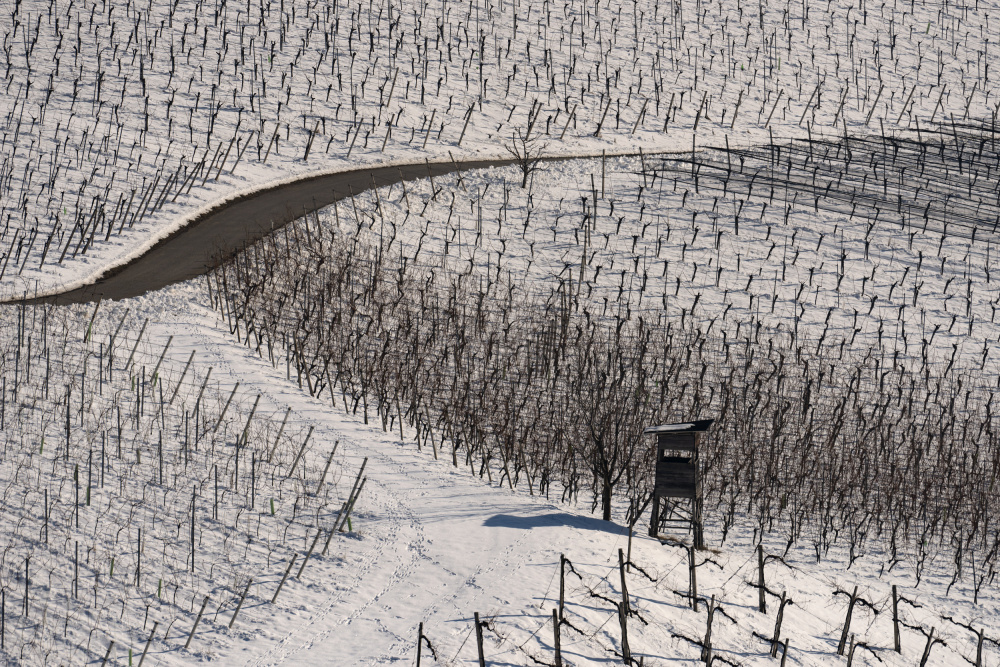 Winter vineyards a Jure Kravanja
