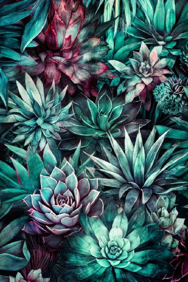 Succulents and cactus 4