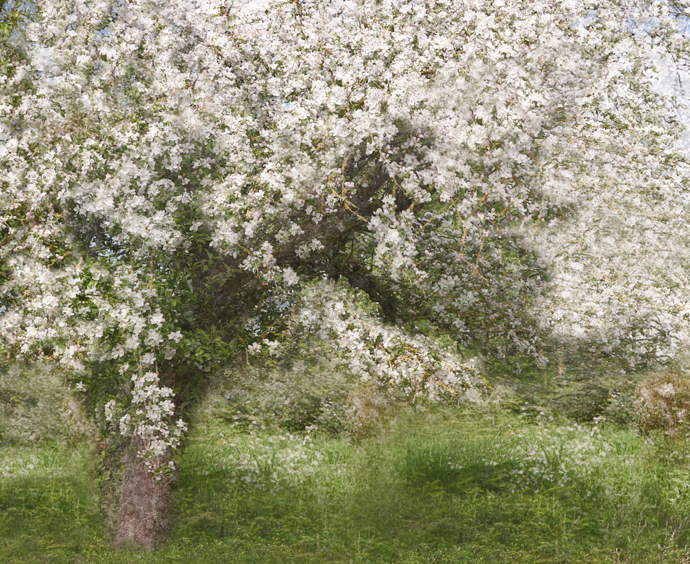 Apple Tree a Jutta Kerber