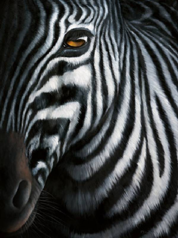 Zebra I a 