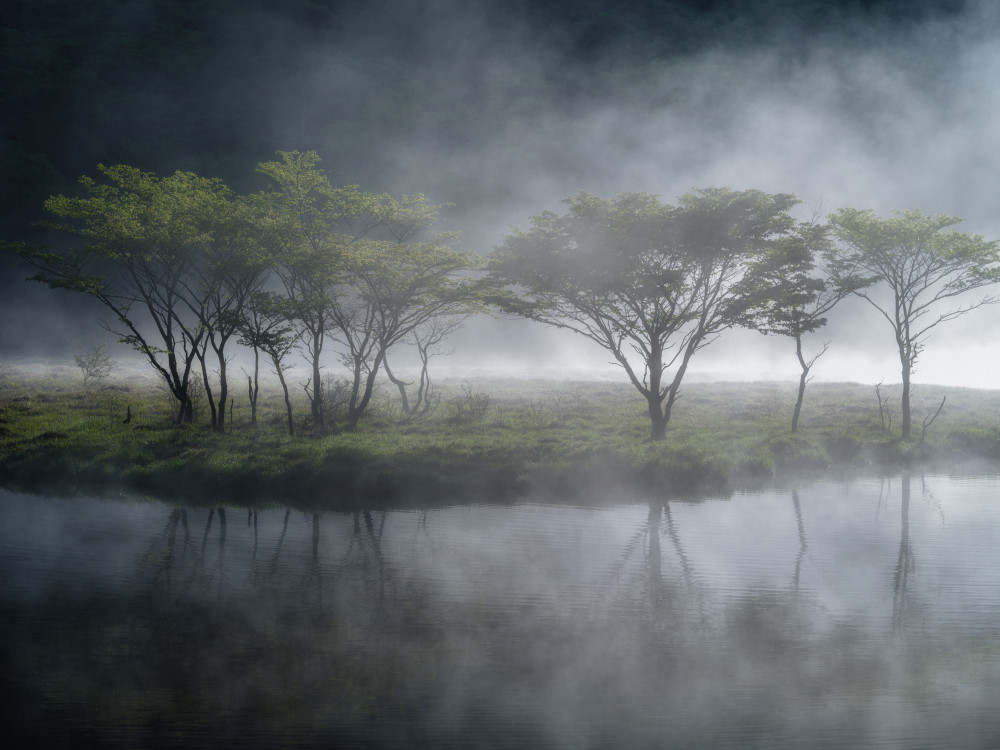 Trees in the Mist a K_Tsunoda